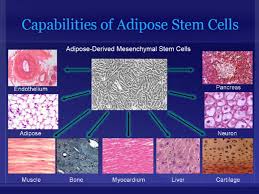 Adipose Cells