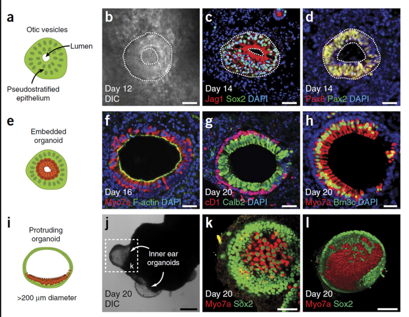 3-D mini-retinals stem cells
