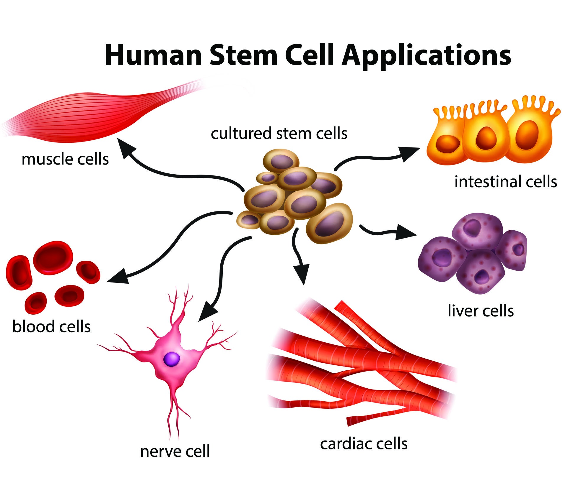 What Are The Potential Uses Of Human Stem Cells 