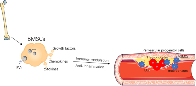 Atherosclerosis: The Most Common Form of Arterial Occlusive Disease in Adults