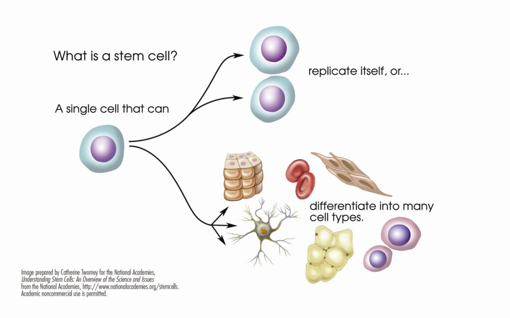 What is regenerative medicine?