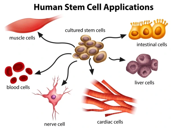 Stem Cell Research and Stem Cell Therapy: When can stem cells be used to treat patients?